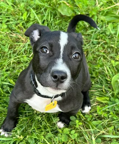 A baby medium-sized female Black American Staffordshire Terrier dog named Bonnie for adoption in Brunswick, OH