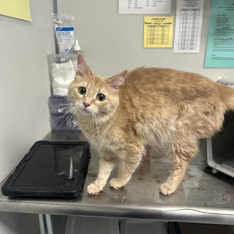 A baby small-sized female Orange / Red Domestic Medium Hair cat named Tinkerbell for adoption in Concord, NC