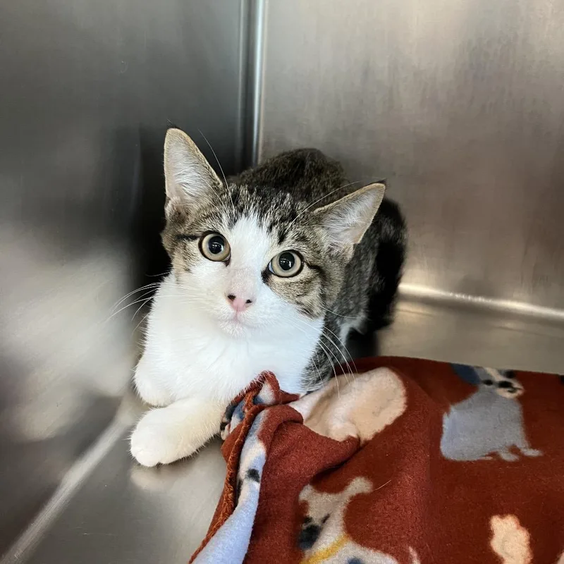 A baby small-sized male Brown / Chocolate Domestic Short Hair cat named Jack for adoption in West Palm Beach, FL