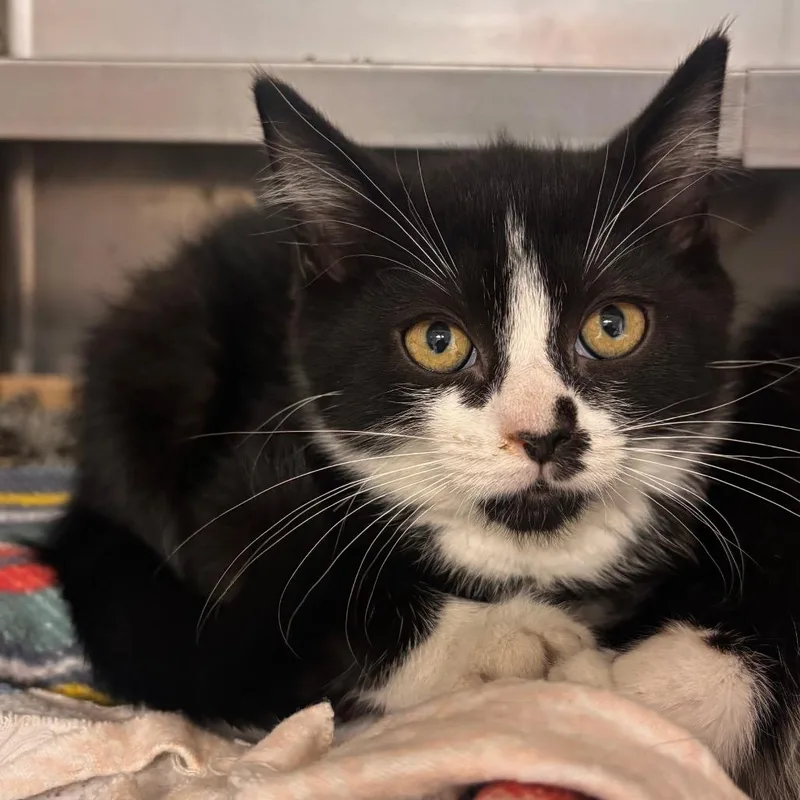 A baby small-sized female Black Domestic Short Hair cat named Tinker Bell for adoption in Belleville, IL