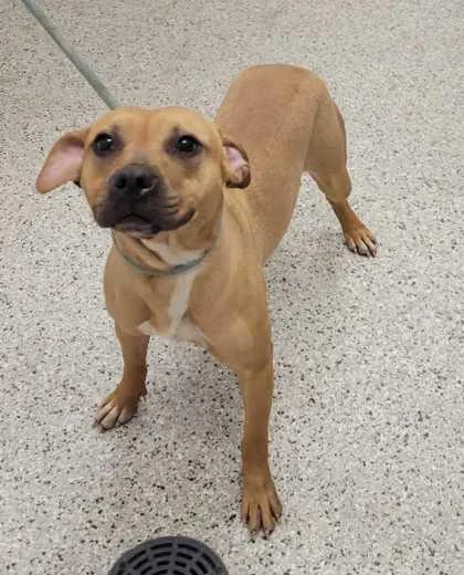 An adult medium-sized female Yellow / Tan / Blond / Fawn Mixed Breed dog named Bon Bon for adoption in Kansas City, MO
