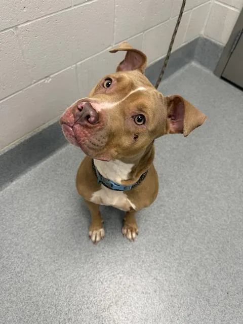 An adult large-sized female Pit Bull Terrier dog named Terri for adoption in Indianapolis, IN