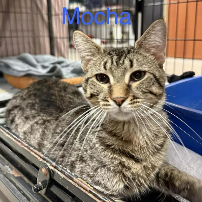 Mocha
