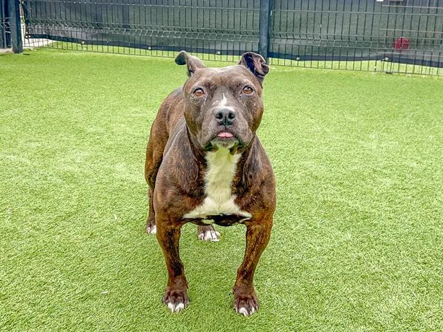 A senior medium-sized female Pit Bull Terrier dog named Kiki for adoption in Tustin, CA