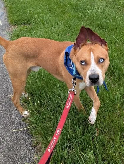 An adult medium-sized male Red / Chestnut / Orange Mixed Breed dog named Toulouse for adoption in Kansas City, MO