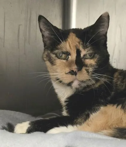 A senior medium-sized female Domestic Short Hair cat named Chloe for adoption in Seattle, WA
