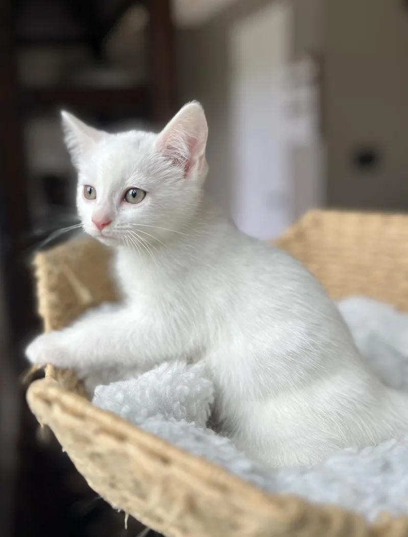 A baby medium-sized female White American Shorthair cat named Neve for adoption in Hickory, NC