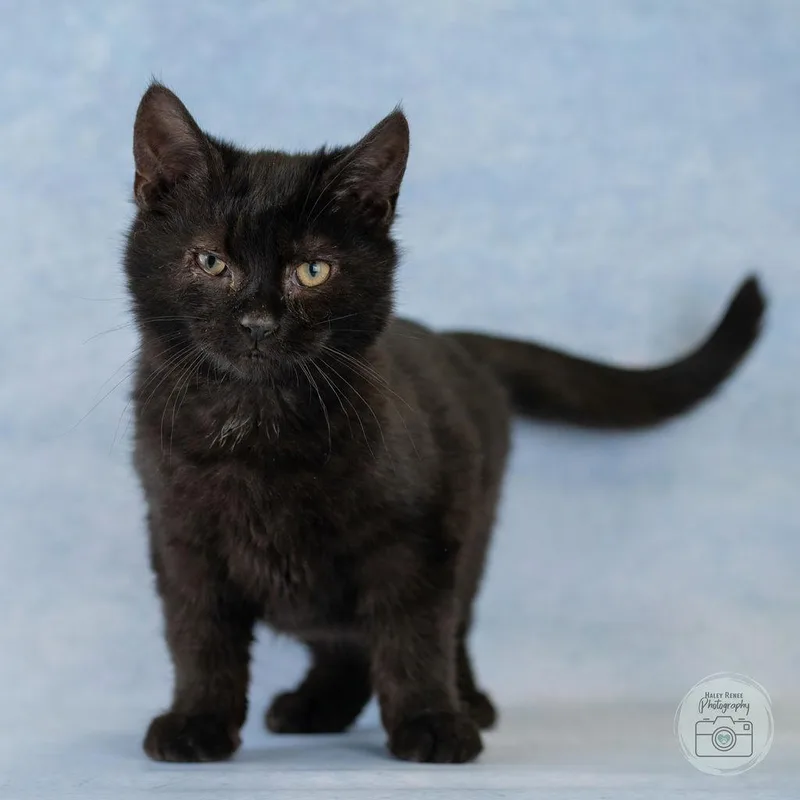A baby medium-sized male Black Domestic Short Hair cat named Paul for adoption in Blairsville, PA