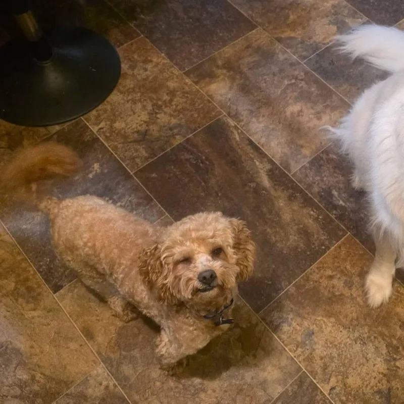 An adult small-sized male Poodle dog named Leo for adoption in Elkton, MD