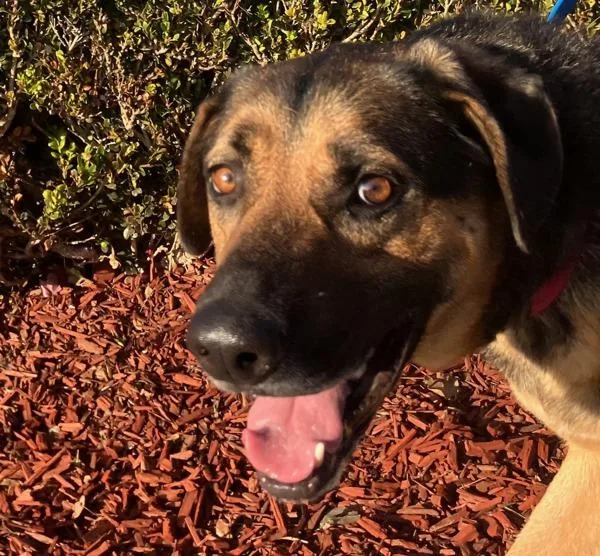 An adult large-sized male German Shepherd Dog dog named Dutch for adoption in San Diego, CA