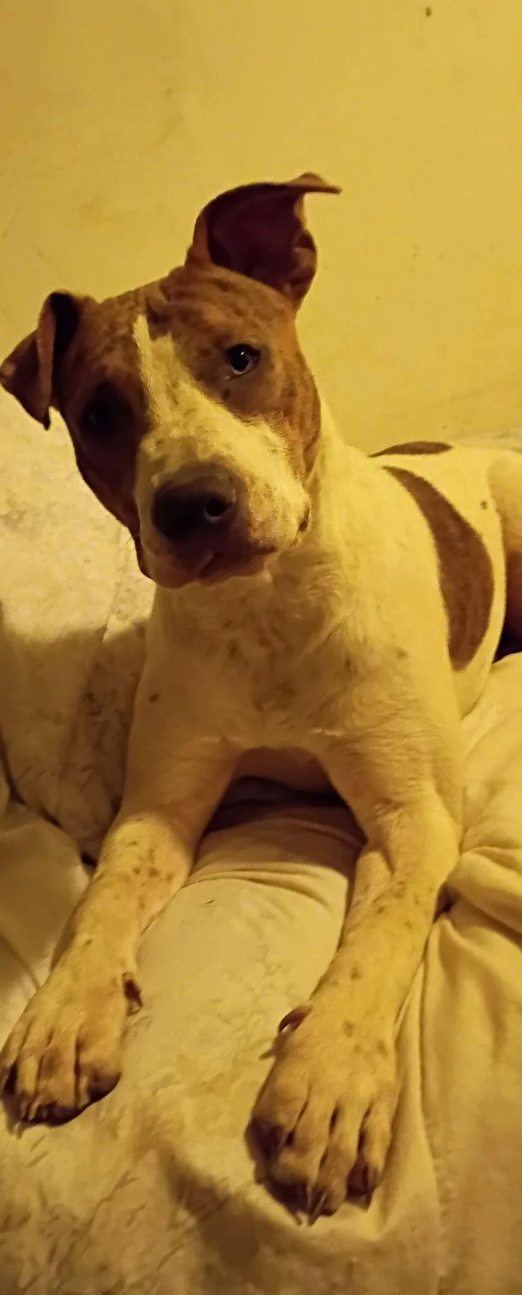 A baby large-sized female Pit Bull Terrier dog named Sassytiny for adoption in Woodland, CA