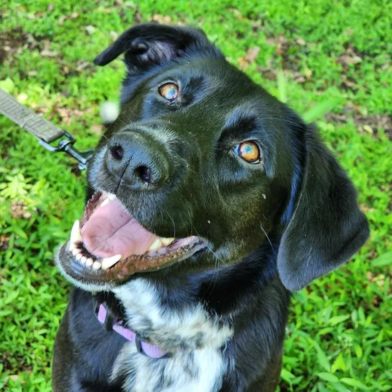 An adult large-sized female Black Shepherd dog named Sophie for adoption in Wappingers Falls, NY