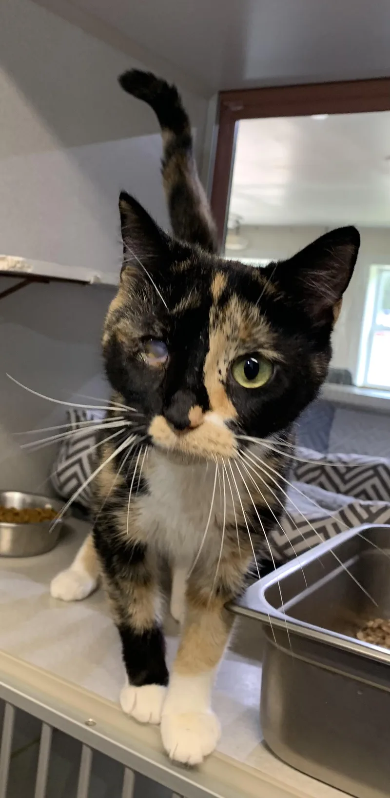 An adult medium-sized female Calico Domestic Short Hair cat named Dot SPONSORED for adoption in Massena, NY