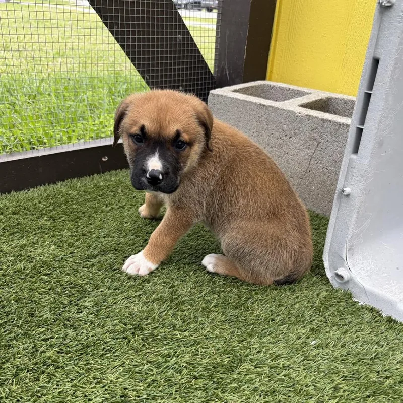 A young small-sized male Yellow / Tan / Blond / Fawn Mixed Breed dog named St. Paul AKA for adoption in LOXAHATCHEE, FL