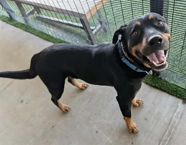 An adult medium-sized male Rottweiler dog named Stitch for adoption in Garland, TX