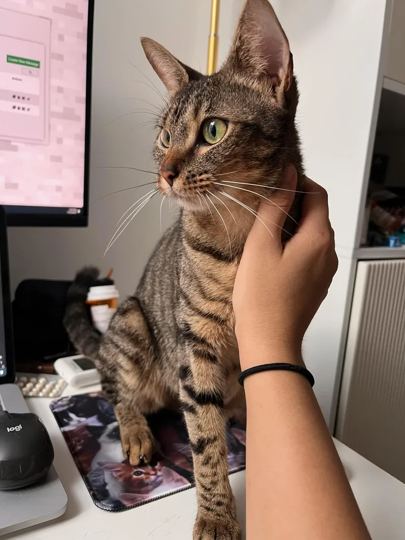 A young medium-sized female Tabby (Buff / Tan / Fawn) Domestic Short Hair cat named Belladonna for adoption in brooklyn, NY
