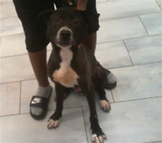 An adult large-sized male Labrador Retriever dog named A for adoption in Charlotte, NC