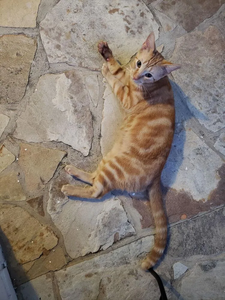 A young medium-sized male Tabby (Orange / Red) Domestic Short Hair cat named Squirt  felv positive. for adoption in Dallas, TX