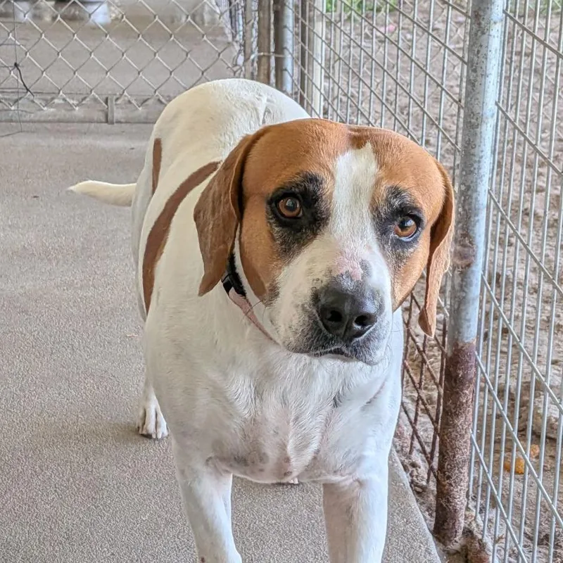 An adult medium-sized male Red / Chestnut / Orange Basset Hound dog named Crumbl Cookies for adoption in Ocala, FL
