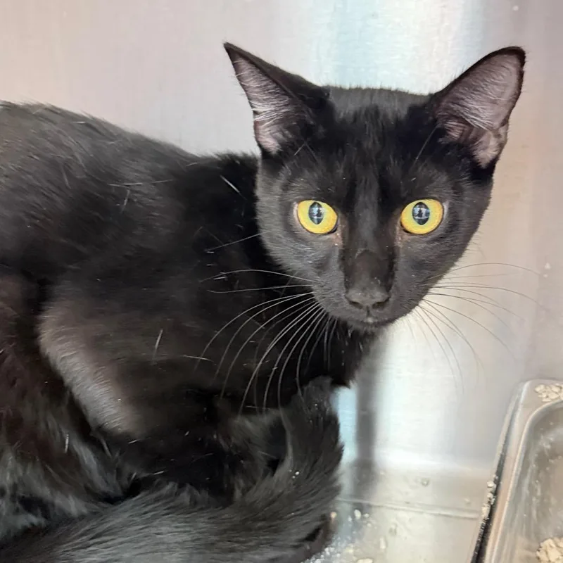 A baby medium-sized male Domestic Short Hair cat named Spelly Beans for adoption in Englewood, FL