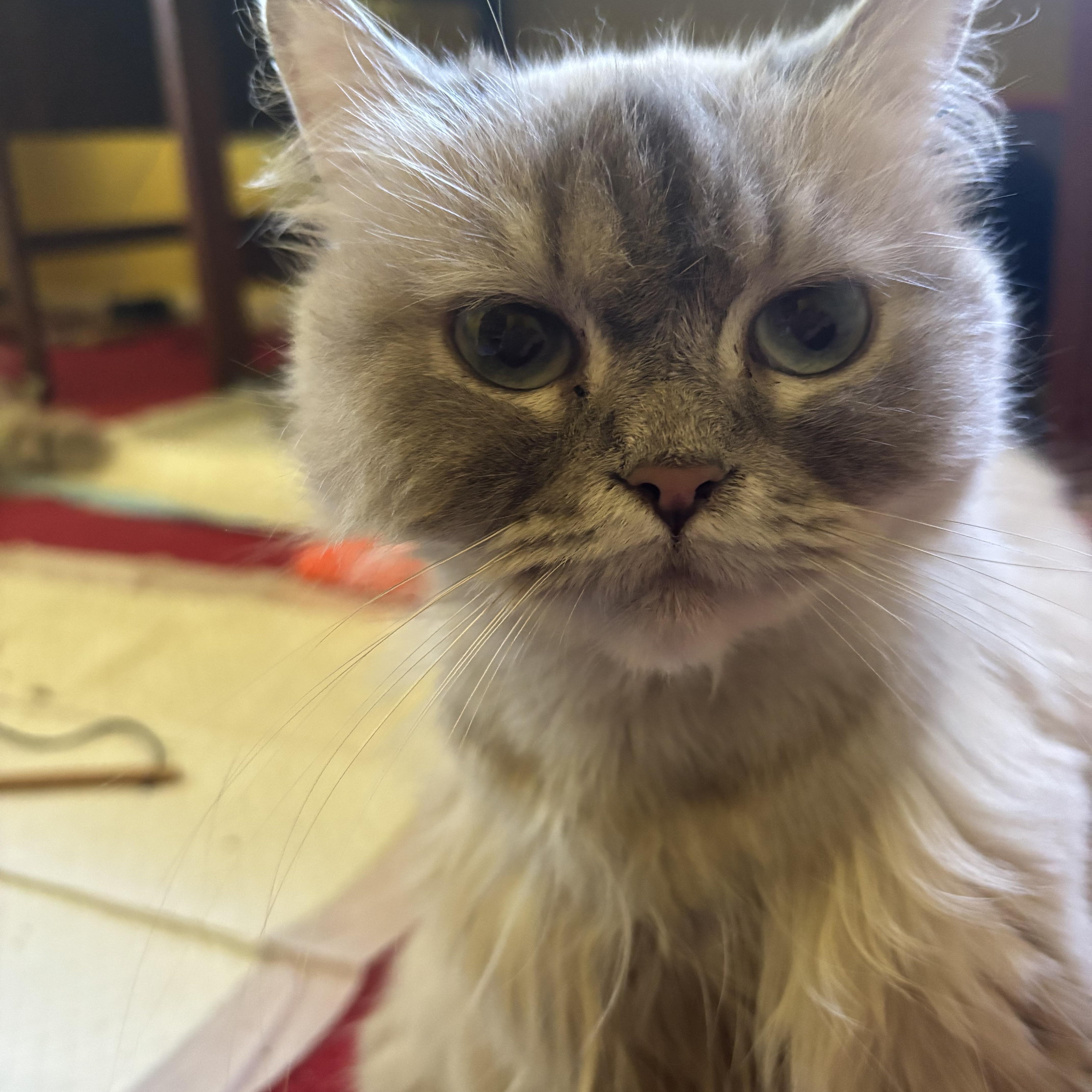 A young medium-sized female Himalayan cat named Toffee for adoption in Fairfax, VA