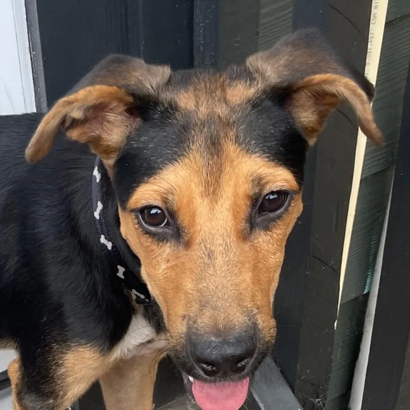 Brother Jum thumbnail 4