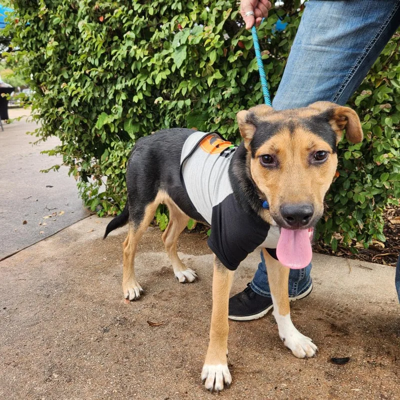 Brother Jum thumbnail 5