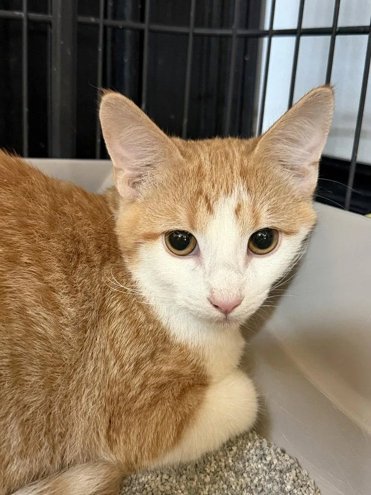 A baby small-sized female Orange & White Domestic Short Hair cat named Cornetto for adoption in O'Fallon, MO