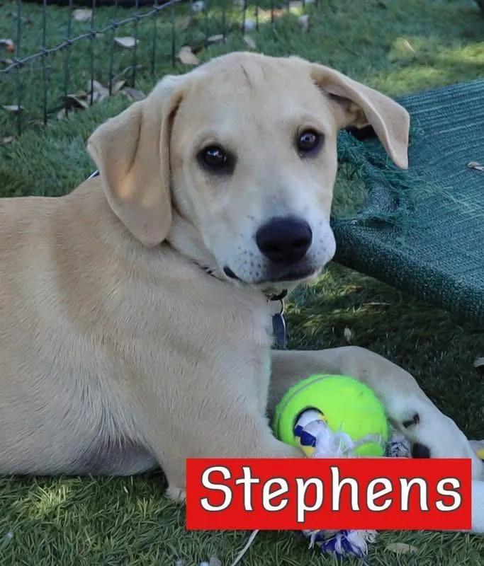 A baby large-sized male Hound dog named Stephens for adoption in Keller, TX