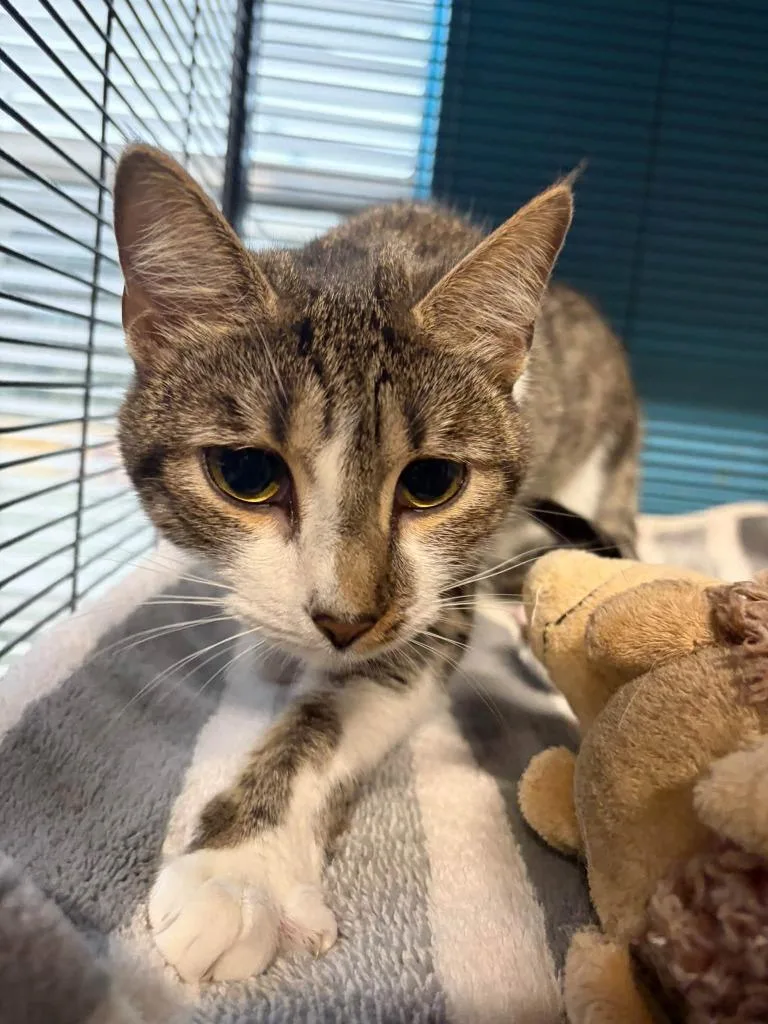 A young small-sized female Domestic Short Hair cat named Josie Pepper for adoption in Sebastian, FL