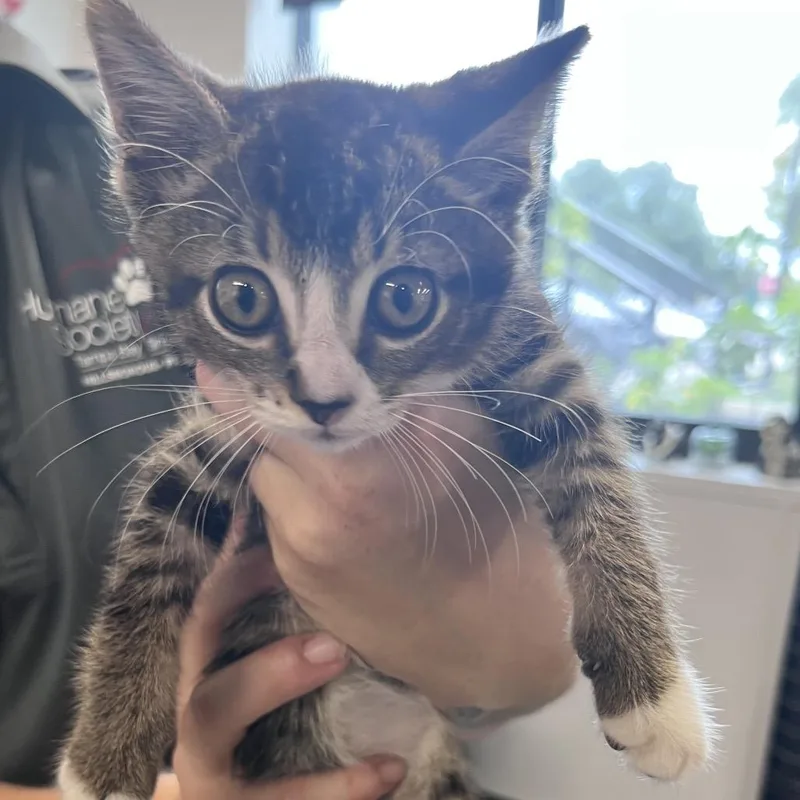 A baby small-sized male Black Domestic Short Hair cat named Lovebug for adoption in Tampa, FL
