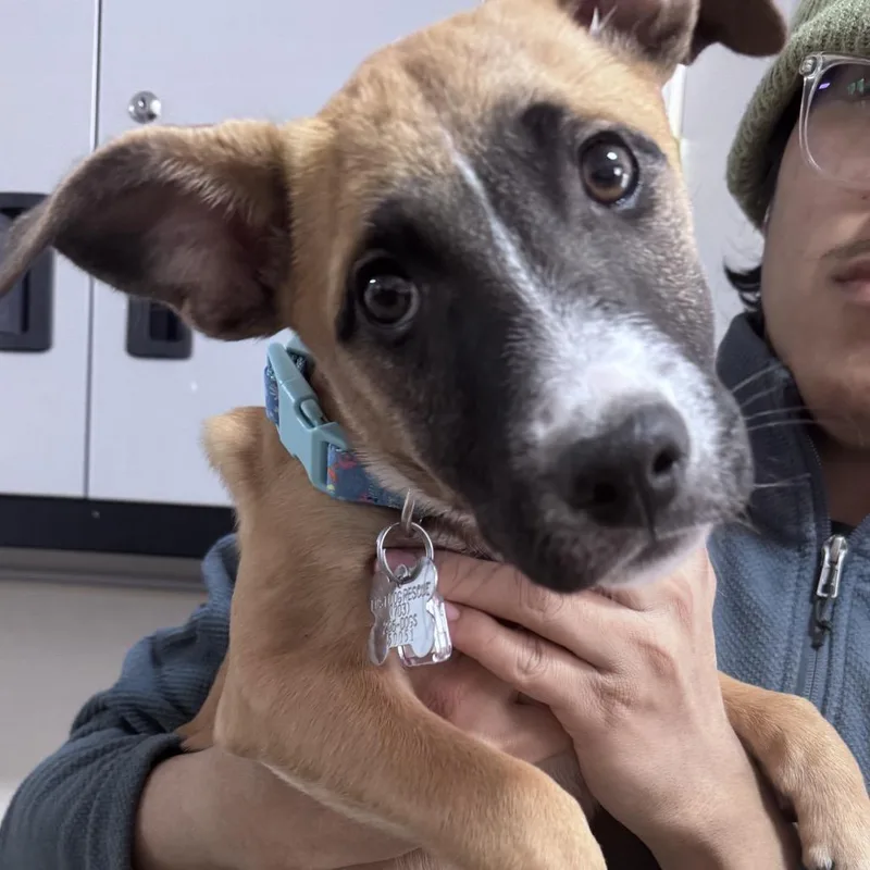 Celebrity Pup: Kim thumbnail 2