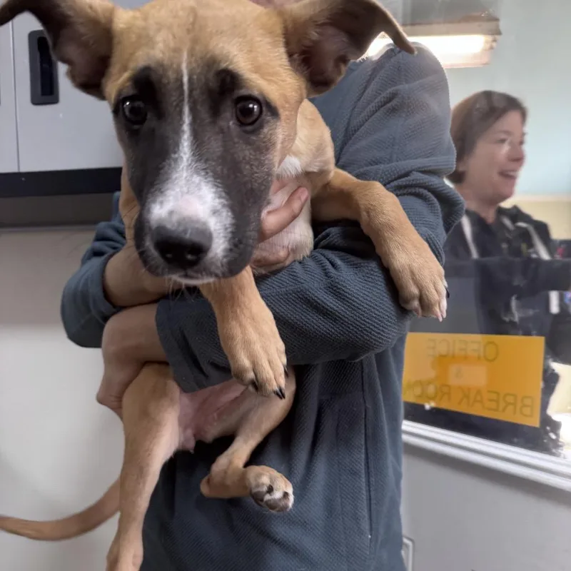 Celebrity Pup: Kim thumbnail 3