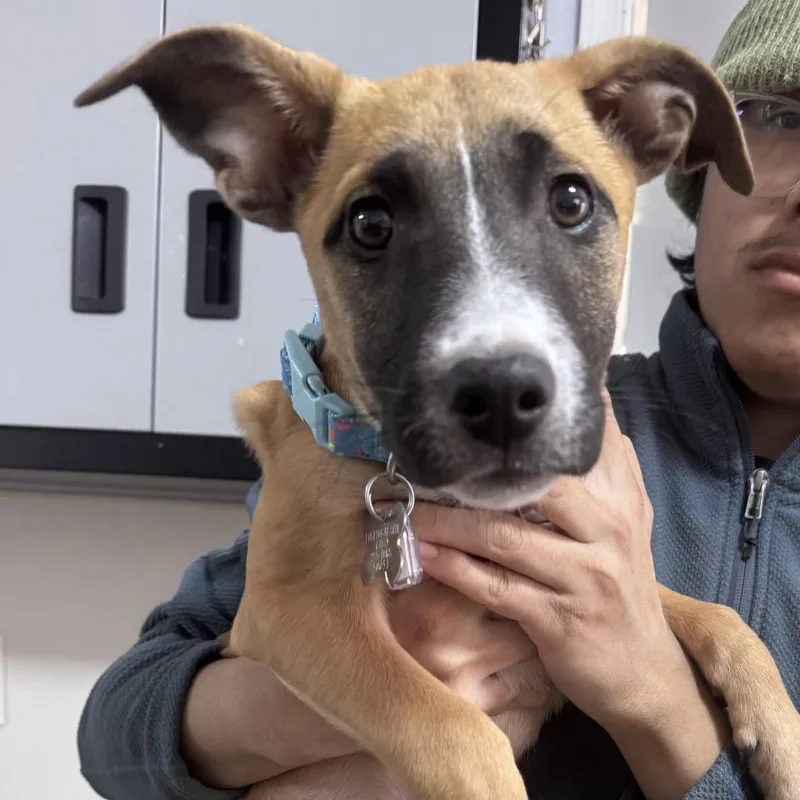 Celebrity Pup: Kim thumbnail 4