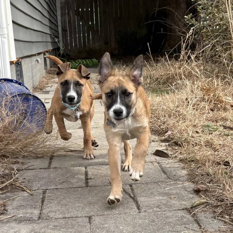 Celebrity Pup: Kim thumbnail 5