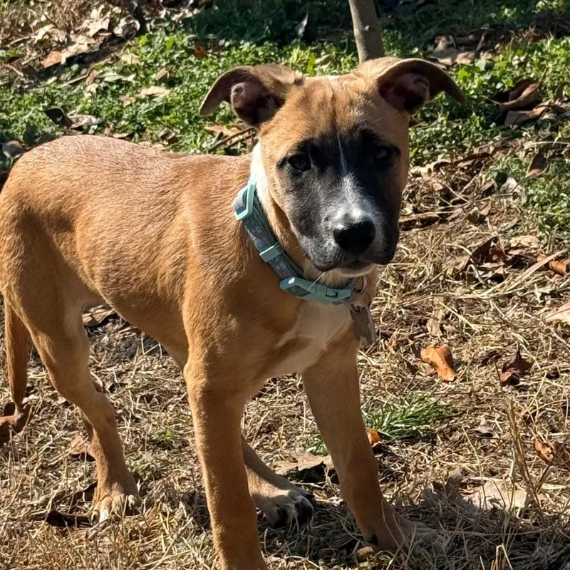 Celebrity Pup: Kim thumbnail 6