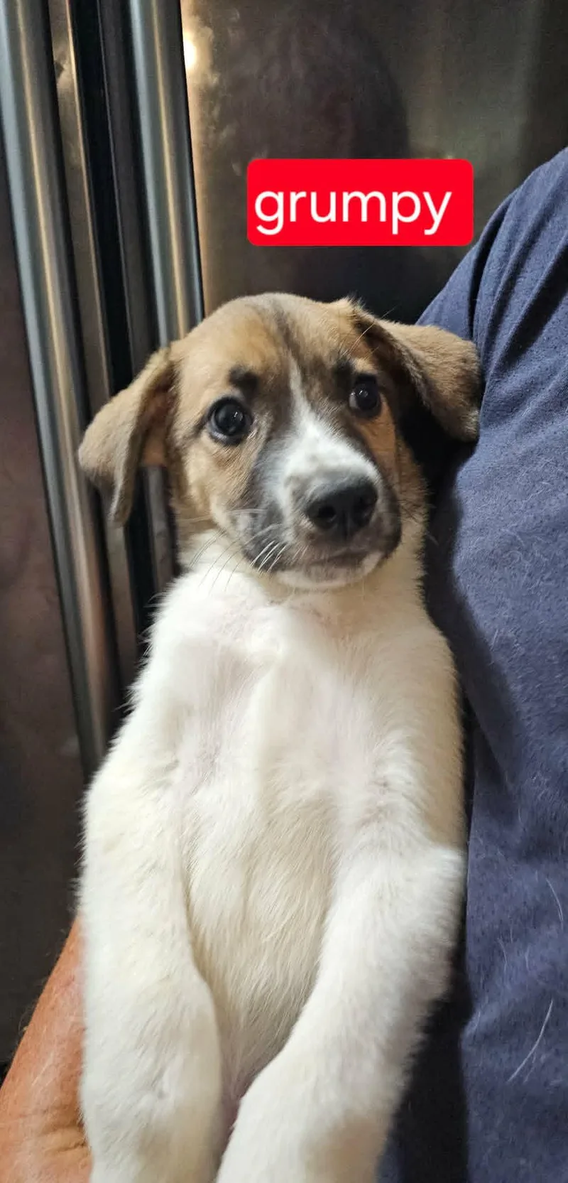 A baby medium-sized male Cattle Dog dog named Grumpy for adoption in Fort Worth, TX