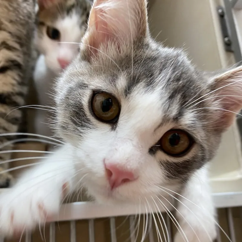 A young small-sized male Gray / Blue / Silver Domestic Short Hair cat named Gamma Roar Roar for adoption in Westminster, CA