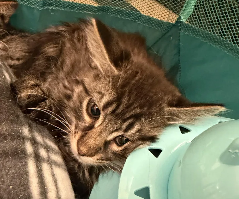 A baby medium-sized male Tabby (Brown / Chocolate) Domestic Medium Hair cat named Bear for adoption in Hudson, NY