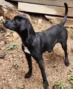 A young medium-sized female Black Labrador Retriever dog named Finley for adoption in Lead, SD