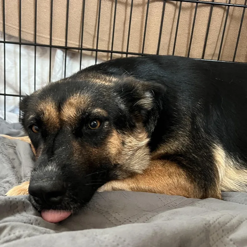 An adult medium-sized female Shepherd dog named Boat for adoption in Moab, UT