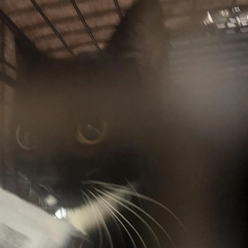 An adult medium-sized female Black Domestic Short Hair cat named Hydeer for adoption in Philadelphia, PA