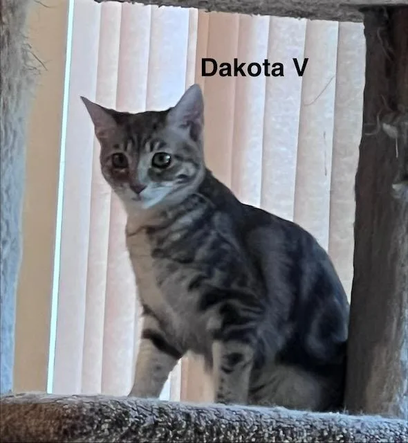 Dakota V