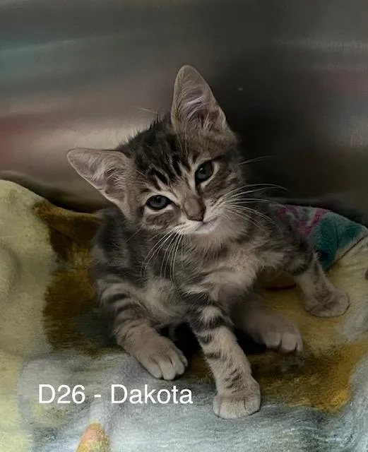 Dakota V thumbnail 2