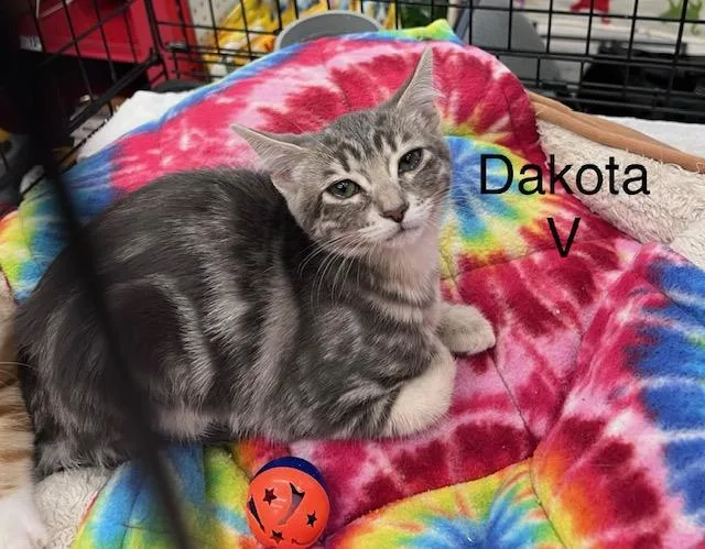 Dakota V thumbnail 3