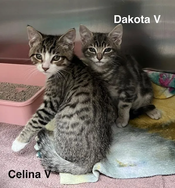 Dakota V thumbnail 4