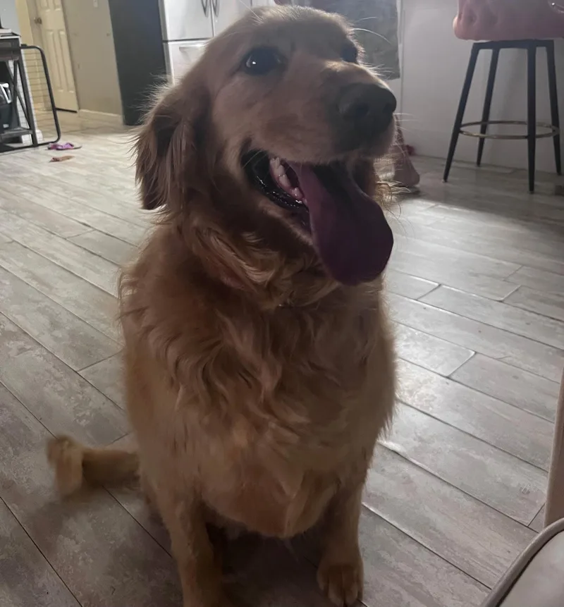 An adult medium-sized female Golden Retriever dog named Hazel for adoption in Chattanooga, TN
