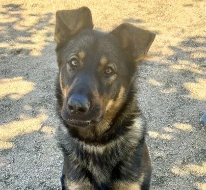 An adult large-sized male Bicolor Mixed Breed dog named Roman for adoption in Georgetown, TX