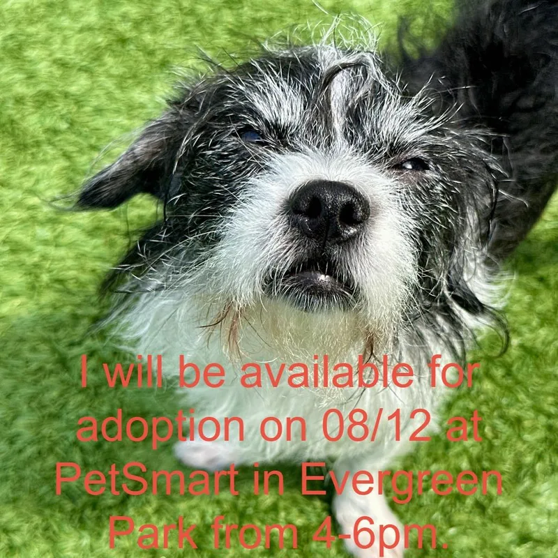 An adult small-sized female Gray / Blue / Silver Terrier dog named Solene for adoption in Matteson, IL