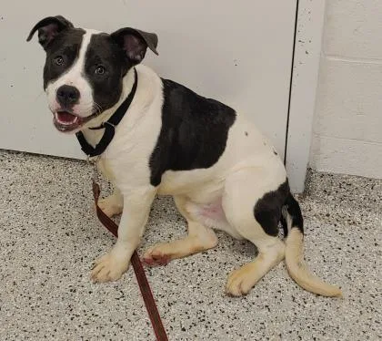 An adult extra large-sized male Black Pit Bull Terrier dog named Marley for adoption in Kansas City, MO